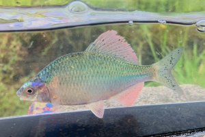 画像1: カネヒラ　（大：婚姻色美）　琵琶湖水系産　１ペア