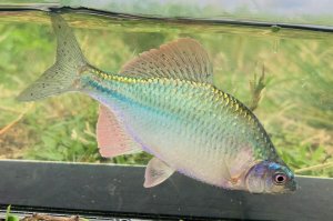 画像2: カネヒラ　（大：婚姻色美）　琵琶湖水系産　♂