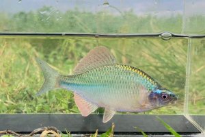画像1: カネヒラ　（大：婚姻色美）　琵琶湖水系産　♂