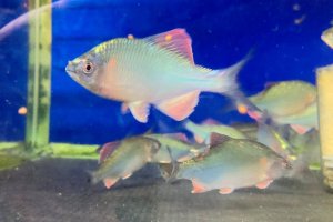 画像2: カネヒラ　（約7〜8cm：婚姻色）　琵琶湖水系産　３匹