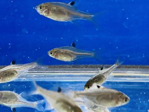 画像2: 鏡鱗タイリクバラタナゴ　（仔）　３匹