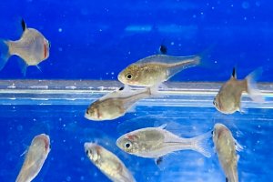 画像1: 鏡鱗タイリクバラタナゴ　（仔）　３匹