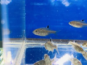 画像5: 鏡鱗タイリクバラタナゴ　（仔）　３匹