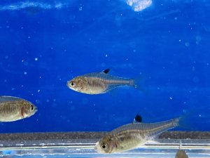 画像4: 鏡鱗タイリクバラタナゴ　（仔）　３匹