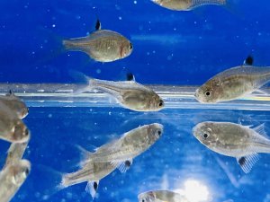 画像3: 鏡鱗タイリクバラタナゴ　（仔）　３匹