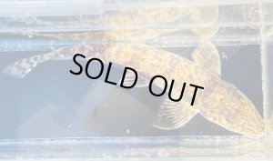 画像1: カマツカ　（特大）　和歌山産