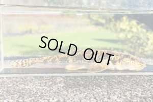 画像4: カマツカ　（特大）　和歌山産