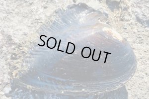 画像1: イケチョウ貝　（約19cm）