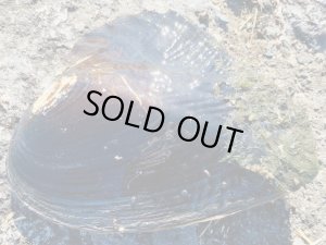 画像3: イケチョウ貝　（約19cm）