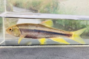 画像4: カワムツ　（特大）　福岡産