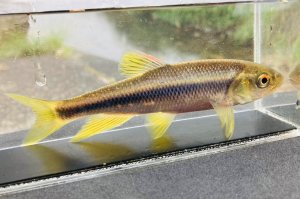 画像3: カワムツ　（特大）　福岡産