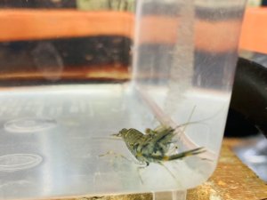 画像3: テナガエビ　（やや中：片手欠損）