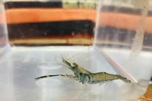 画像2: テナガエビ　（やや中：片手欠損）