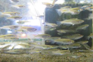 画像1: 特価　ミナミメダカ　香川産　５０匹セット