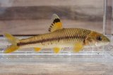 ビワヒガイ　（約7〜8cm）　琵琶湖産　３匹セット