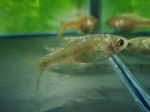 画像1: 銀鱗ヤリタナゴ　（仔）　琵琶湖水系産