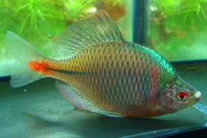 画像1: タイリクバラタナゴ　（やや大）　徳島産　♂♀♀３匹