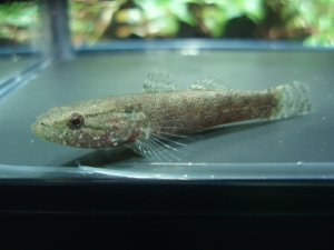 画像2: カワアナゴ　（約4〜5cm）　大阪産　３匹セット