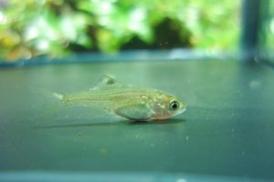 画像2: 特価　カネヒラ　（ベビー）　３０匹セット