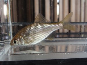 画像3: カネヒラ　（約3〜4cm）　岡山産　３匹セット
