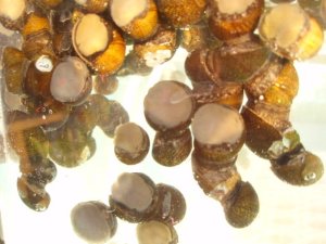 画像1: 特価　イシマキ貝　（小）　１０個　【水槽コケとり】