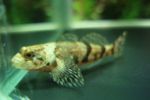 画像1: ウツセミカジカ　（仔）　琵琶湖水系産