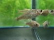 画像2: 銀鱗ヤリタナゴ　（仔）　琵琶湖水系産