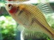 画像2: 透明鱗タイリクバラタナゴ　♀