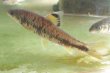 画像2: ビワヒガイ　（特大）　琵琶湖産　１ペア