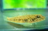 画像: ゴクラクハゼ　（約4cm）　南紀産　３匹セット