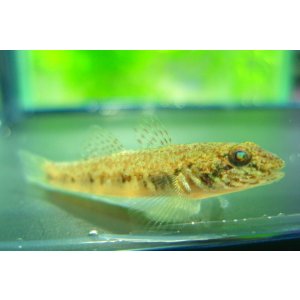 画像: ゴクラクハゼ　（約4cm）　南紀産　３匹セット
