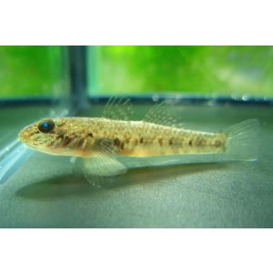 画像: ゴクラクハゼ　（約4cm）　南紀産