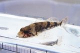 画像: ウツセミカジカ  （ベビー）　琵琶湖産