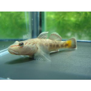 画像: オウミヨシノボリ　（トウヨシノボリ）　琵琶湖水系産　３匹セット