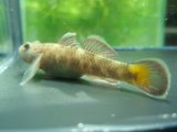画像: オウミヨシノボリ　（トウヨシノボリ）　琵琶湖水系産