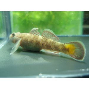 画像: オウミヨシノボリ　（トウヨシノボリ）　琵琶湖水系産