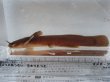 画像9: アカザ　（やや大）　徳島産