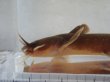 画像8: アカザ　（やや大）　徳島産
