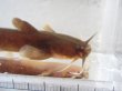 画像7: アカザ　（やや大）　徳島産