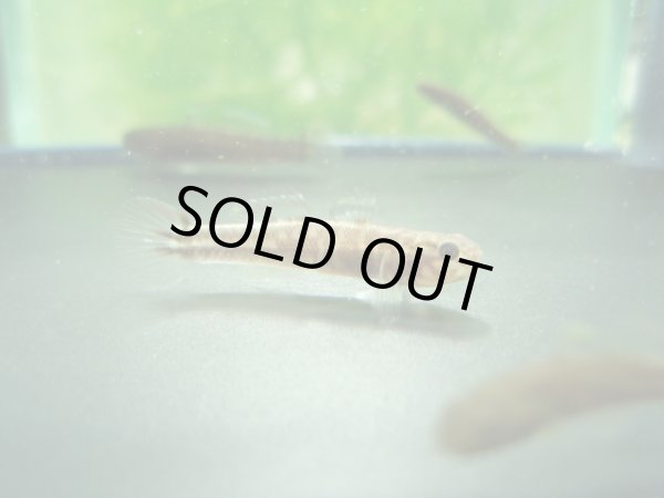 画像8: アベハゼ　愛媛産