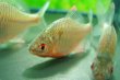 画像5: ニッポンバラタナゴ　♂♀♀３匹