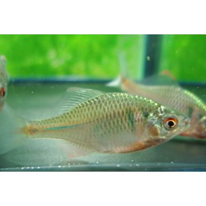 画像: ニッポンバラタナゴ　♂♀♀３匹
