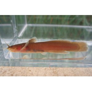 画像: アカザ　（やや中）　徳島産