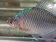 画像11: タイリクバラタナゴ　徳島産　１ペア