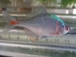 画像14: タイリクバラタナゴ　徳島産　１ペア