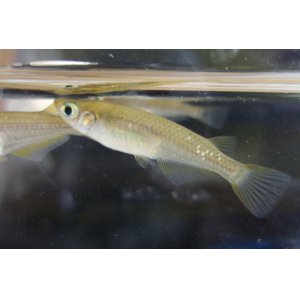 画像: ミナミメダカ　滋賀産　５匹