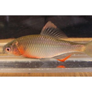 画像: ヤリタナゴ　（婚姻色）　徳島産　1ペア