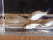 画像4: カネヒラ　（仔：約3〜4cm）　兵庫産　３匹