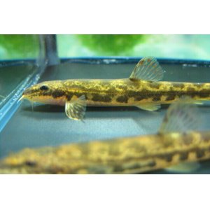 画像: フクドジョウ　（やや中）　福島産　３匹セットです。