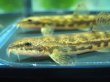 画像9: フクドジョウ　（中）　宮城産　３匹セット
